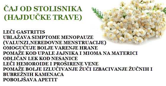 stolisnik čaj za šta je dobar